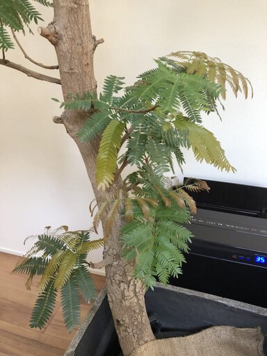 観葉植物エバーフレッシュの育て方 その生態とは えつしまんblog