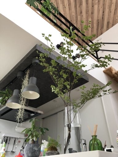 ダクトレールに観葉植物やらを吊るしてみる えつしまんblog ダクトレールに観葉植物やらを吊るしてみる えつしまんblog