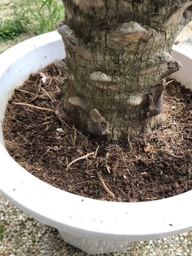 ヤシの木】フェニックスロベレニーを植え替えしてみた【観葉植物 ヤシの木】フェニックスロベレニーを植え替えしてみた【観葉植物