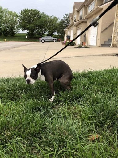 What To Expect At The First Veterinary Visit. Bella pooping needs a specimen. Boston Terrier Society.