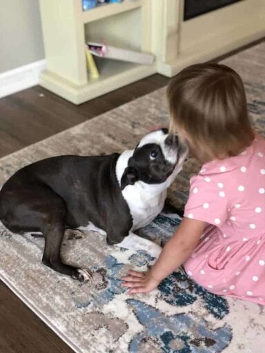 How to stop my dog from licking everything! Boston Terrier Society.