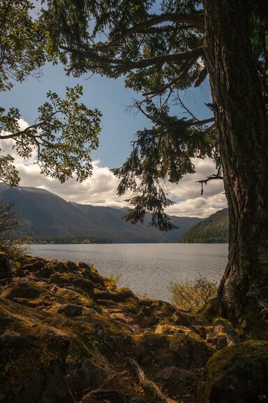 Counseling for therapists: the view under a shady tree across a mountain lake