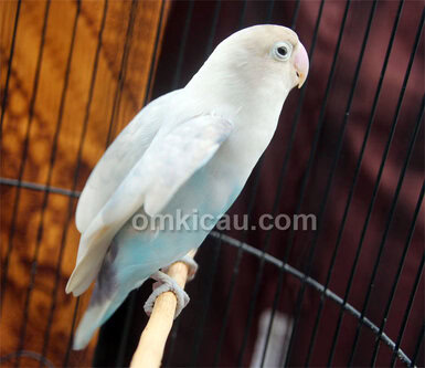 Lovebird Blue Reg