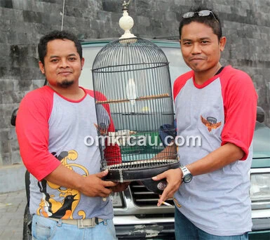 Agung dan lovebird Blue Reg
