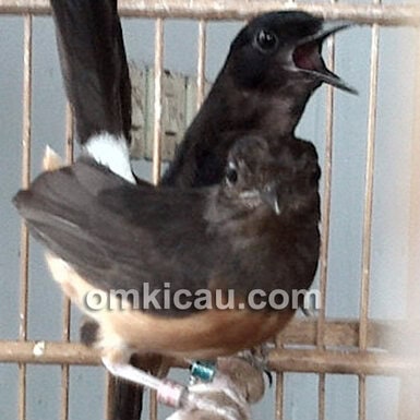Silangan murai black-tail dan white-tail