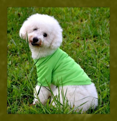 como hacer ropa para perro en casa