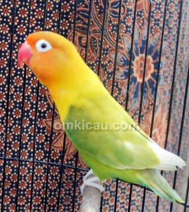 Lovebird Putri Kuning