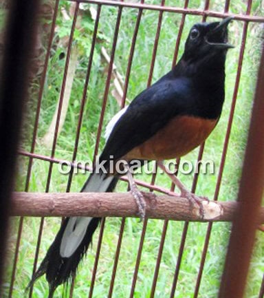 Murai batu Jamparing