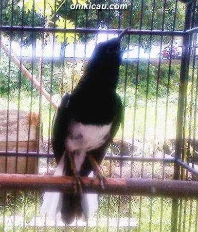 Kacer Bajing Ireng