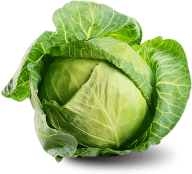 Green cabbage