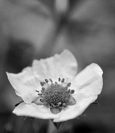 A single delicate blossom reminds us of the strength we find in vulnerability as we heal trauma together.