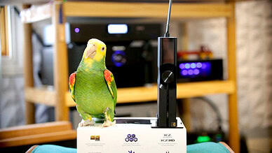 ifi audio neo stream 3