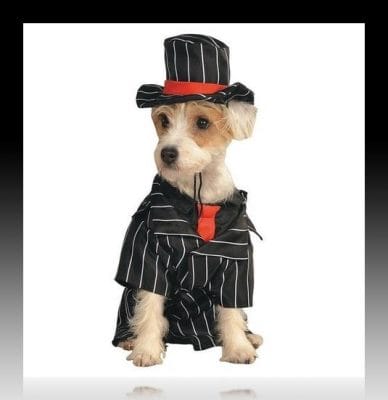 vestidos elegantes para perros pequeños