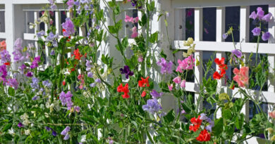 The Best Plants to Grow on a Trellis - sweet pea on white trellis