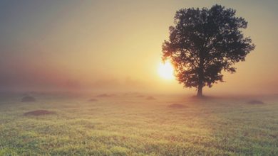 19 خاطرة عن التسامح