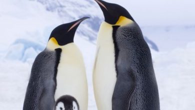 حقائق عن البطريق