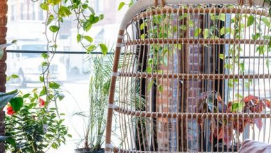 النباتات المتدلية