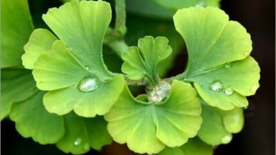 فوائد عشبة جنكو بيلوبا