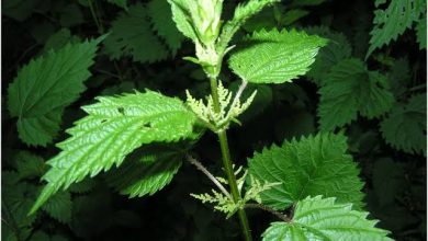 فوائد عشبة القراص