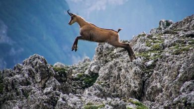 حيوانات جبال الألب