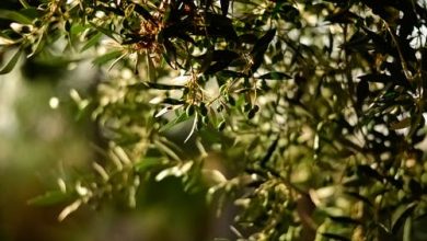 زراعة أشجار الزيتون إرث عائلي