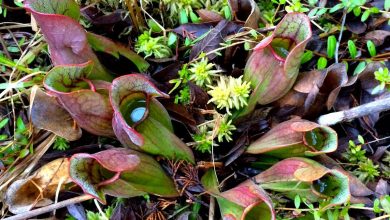 قائمة أبرز النباتات المهددة بالانقراض