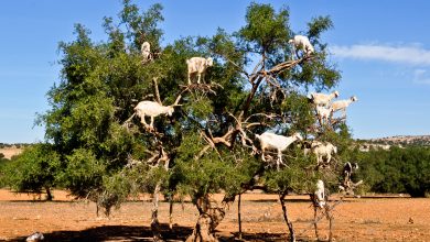 أغرب تصرفات الحيوانات