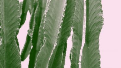 نبات الصبار