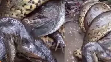 Snake Fight Video