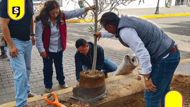 Tulancingo apuesta por la reforestación urbana inteligente