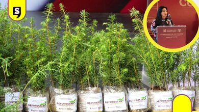 2.6 millones de plantas Hidalgo