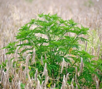 Ambrosiapflanze in Feld