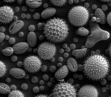 Pollen Mikroskop Ansicht