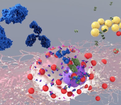 3D Darstellung einer Mastzelle mit IgE Antikörpern und Staphylococcus aureus Bakterien