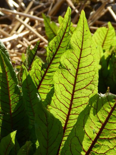 Oseille sanguine (Rumex sanguineus) Graines