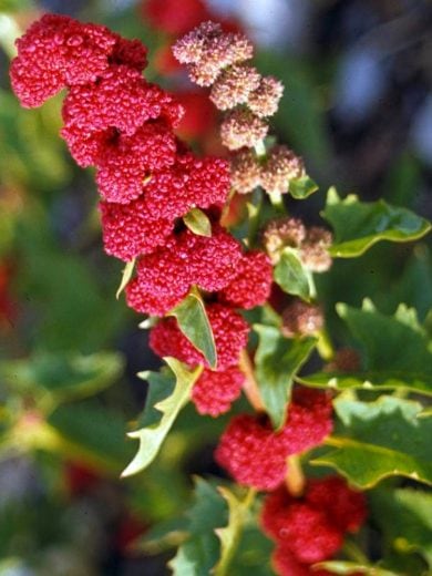 Epinard-fraise (Chenopodium capitatum) Graines