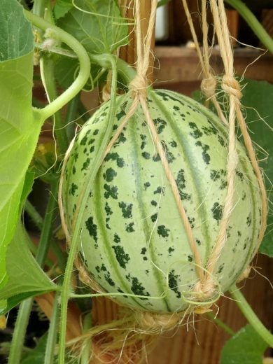 Melon de Lunéville (Variété ancienne) Graines