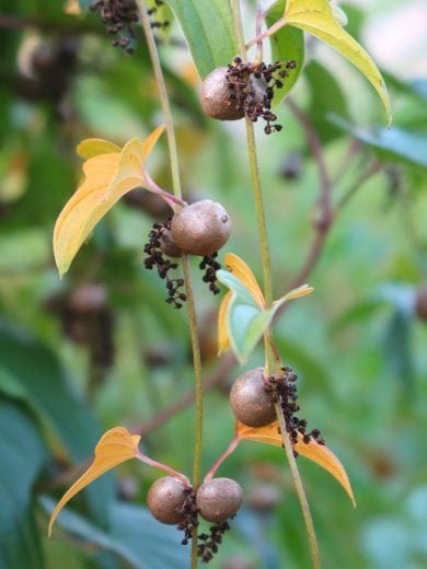 Igname-patate (Dioscorea batatas) Bulbilles