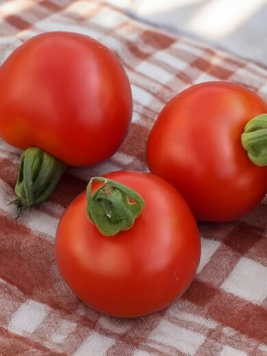 Tomate 'Gloire du Rhin' (Variété ancienne) Graines