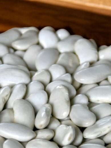 Haricot-Maïs type 'Tarbais' (Variété ancienne) Graines