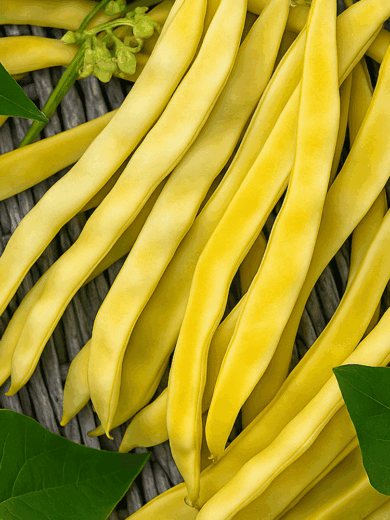 Haricot à Rames 'Golden Gate' (Variété sans-fil) Graines