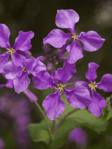 Orchidée de février (Orychophragmus violaceus) Graines