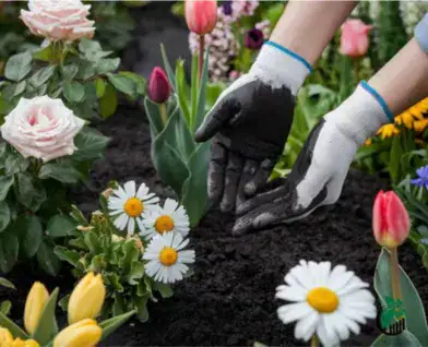 biochar in hands