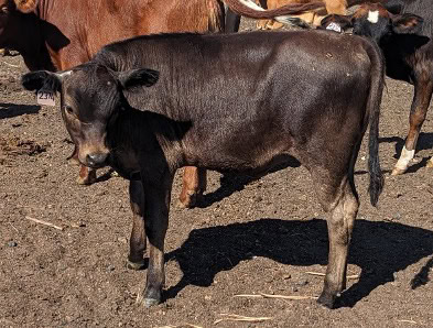 dairy 3