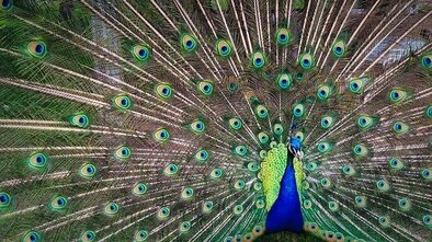 male peacock presenting to female