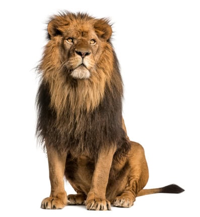 Fıkralar Aslan ve Adam