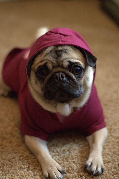 Ropa Para Pug