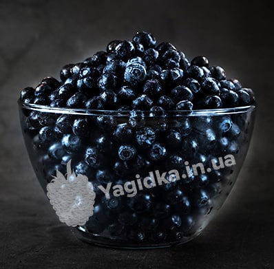 Лохина