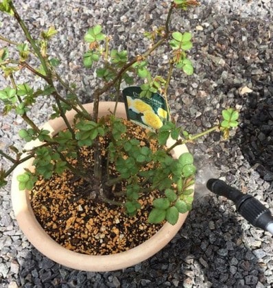 シャルロットオースチンに噴射