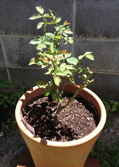 20130613の笑み